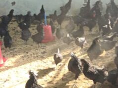 ‘हर किसान के घर कड़कनाथ’ से बीजापुर में बढ़ रही किसानों की आय