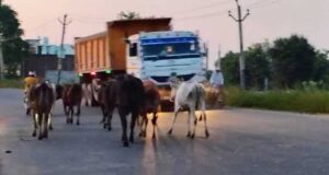 सड़कों पर पशुओं के कारण होने वाली दुर्घटनाओं को रोकने के लिए समाज की भागीदारी सुनिश्चित होगी