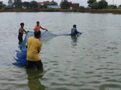प्रधानमंत्री मत्स्य संपदा योजना ने बदली किसानों की किस्मत, मछली पालन बना अतिरिक्त आमदनी का मजबूत जरिया