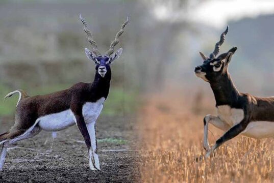 छत्तीसगढ़ के जंगलों में फिर दौड़ेंगे काले हिरण, बारनवापारा से गोमर्डा भेजे जाएंगे 25 हिरण