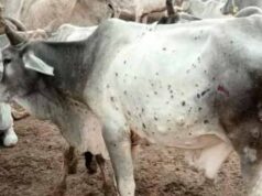 योगी सरकार ने लंपी वायरस की रोकथाम के लिए 25 जनपदों में 606 टीमें कीं तैनात