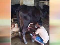 राष्ट्रीय कृत्रिम गर्भाधान कार्यक्रम से बदली योहिनापाली के नीलाम्बर की किस्मत