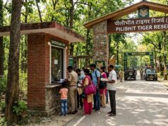 पीलीभीत टाइगर रिजर्व में घूमना हुआ महंगा, शनिवार-रविवार टिकट 150 से बढ़कर 200 रुपये