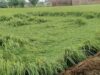 अलीगढ़ में बारिश-तेज हवा का कहर, धान की पकी फसल खेतों में बिछी