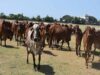 गोशालाओं में हो सकेंगे मांगलिक कार्यक्रम, गो-पर्यटन से गांवों को मिलेगा कमाई का नया रास्ता