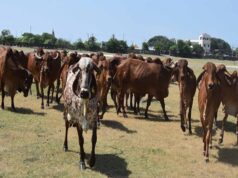 गोशालाओं में हो सकेंगे मांगलिक कार्यक्रम, गो-पर्यटन से गांवों को मिलेगा कमाई का नया रास्ता