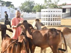 गोरखनाथ मंदिर की गोशाला में सीएम योगी ने की गोसेवा