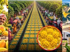 सात समंदर पार पहुंची यूपी के आम की मिठास, पांच साल में 90 हजार क्विंटल निर्यात