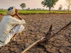 MP में 5 साल में सबसे कम बारिश, आधा प्रदेश सूखे की चपेट में; गेहूं-सोयाबीन उत्पादन पर असर