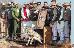 सागर के वीरांगना दुर्गावती टाइगर रिजर्व में आज 7 अक्टूबर को छोड़े जाएंगे 2 चीते, 439 हेक्टेयर में तैयार हुआ सुरक्षित ठिकाना