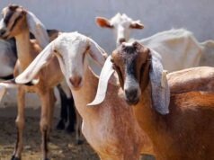 एशिया में फैला बकरी प्लेग, इंदौर में हाई अलर्ट; 8.42 लाख से ज्यादा भेड़-बकरियों को PPR वैक्सीन