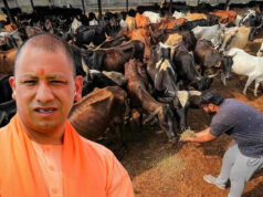 प्रदेश के सभी 75 जिलों में खुलेंगे पंचगव्य के आउटलेट, गोमूत्र और गोबर से तैयार होंगे उत्पाद